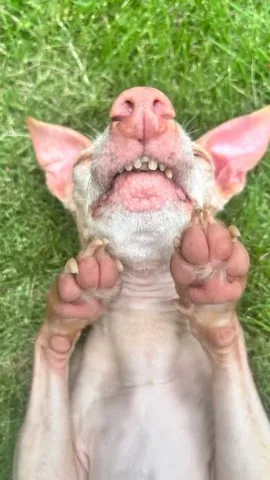 tunameltsmyheart Instagram post about Senior dog humor