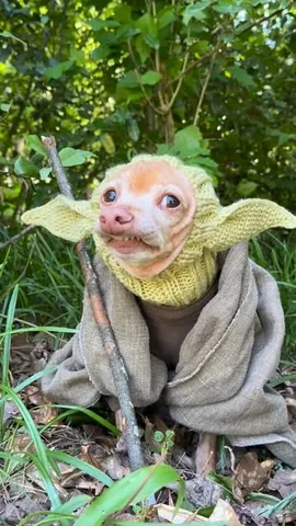 tunameltsmyheart Instagram post about Star Wars humor