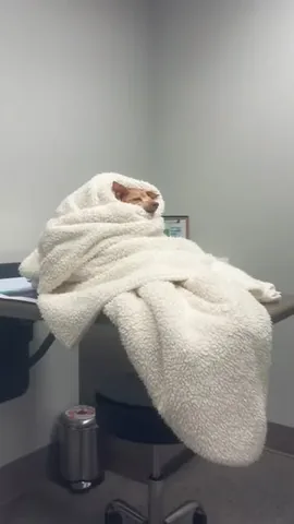 tunameltsmyheart Instagram post about Senior dog health update