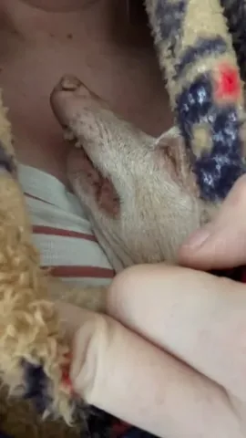 tunameltsmyheart Instagram post about Dog behavior and warmth