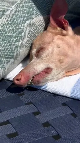 tunameltsmyheart Instagram post about Labor Day humor