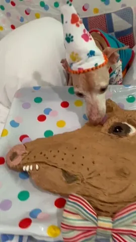 tunameltsmyheart Instagram post about Dog birthday celebration