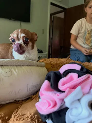 turboroo Instagram post about Dog enrichment product review