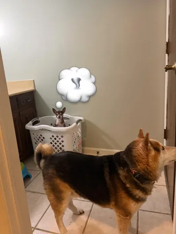 turboroo Instagram post about Pet emergency preparedness