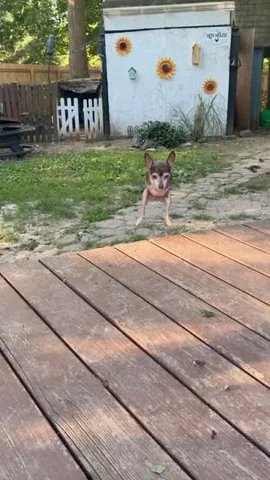 turboroo Instagram post about Dog personality tribute