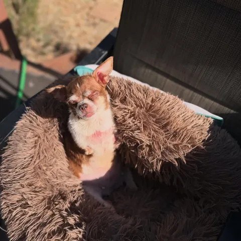turboroo Instagram post about Pet appreciation