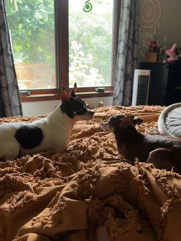turboroo Instagram post about Rescue dog socialization