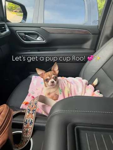 turboroo Instagram post about Pet outings and treats