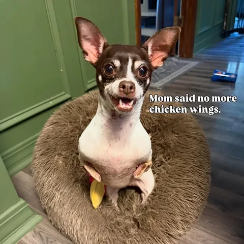turboroo Instagram post about Pet introduction