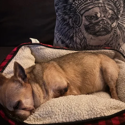 turboroo Instagram post about Pet loss and grief