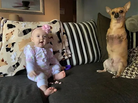 turboroo Instagram post about Pet and family bonds