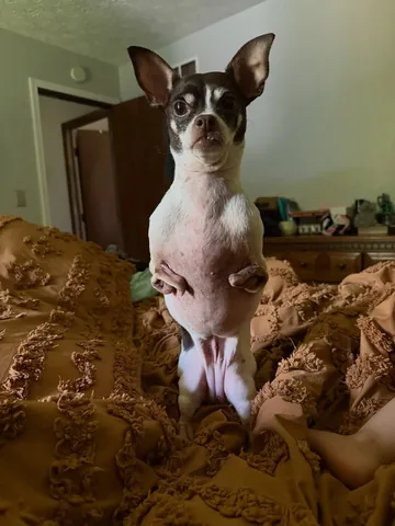 turboroo Instagram post about Rescue dog rehabilitation