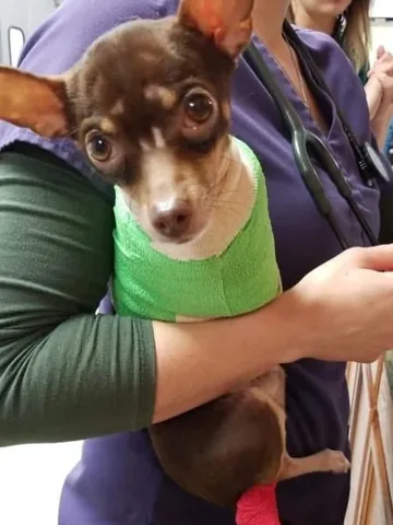turboroo Instagram post about Disabled dog milestone