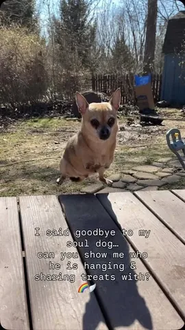 turboroo Instagram post about Pet remembrance