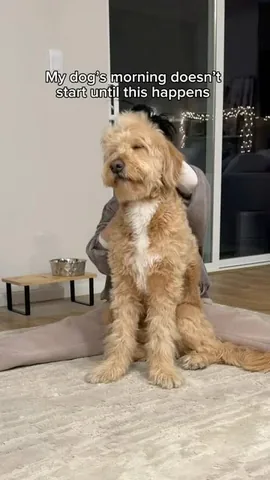 vitothedogfather Instagram post about Dog morning routine