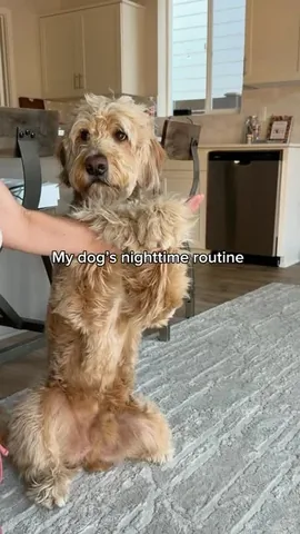 vitothedogfather Instagram post about Dog bedtime routine
