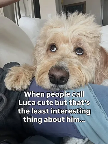 vitothedogfather Instagram post about Cute dog content