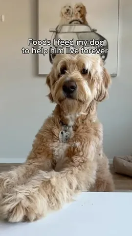 vitothedogfather Instagram post about Dog nutrition