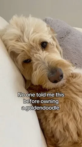 vitothedogfather Instagram post about Dog companionship