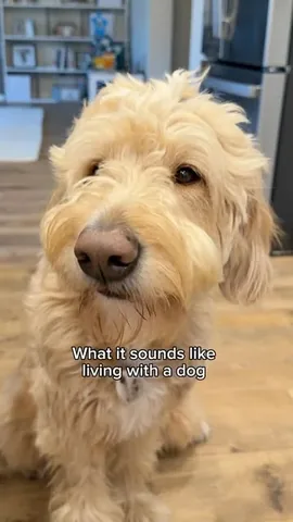 vitothedogfather Instagram post about Dog sounds