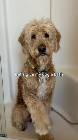 vitothedogfather Instagram post about Dog bathing and grooming