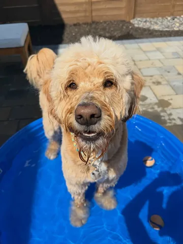 vitothedogfather Instagram post about Daily life with dog