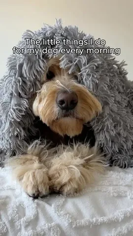vitothedogfather Instagram post about Dog nutrition and morning care