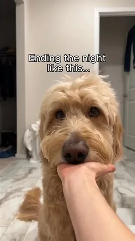 vitothedogfather Instagram post about Dog bedtime routine