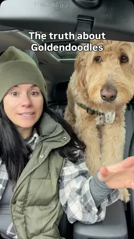 vitothedogfather Instagram post about Goldendoodle humor
