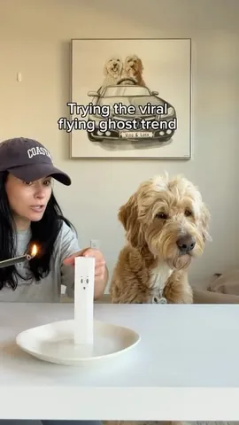vitothedogfather Instagram post about Funny dog reaction