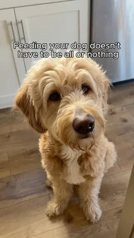 vitothedogfather Instagram post about Dog nutrition