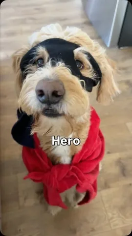 vitothedogfather Instagram post about Dog as hero