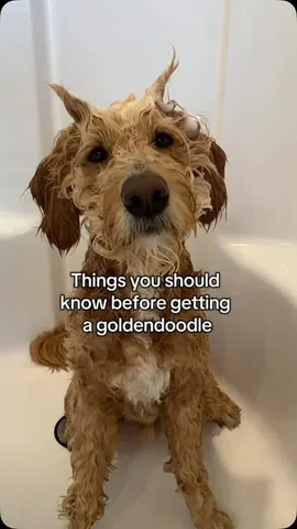 vitothedogfather Instagram post about Dog ownership