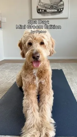 Luca the Goldendoodle Instagram post thumbnail