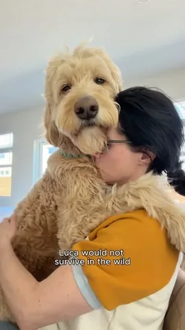 Luca the Goldendoodle Instagram post thumbnail