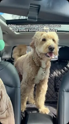 Luca the Goldendoodle Instagram post thumbnail