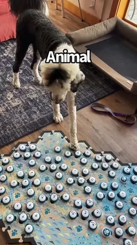 whataboutbunny Instagram post about Animal language and social meaning
