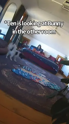 whataboutbunny Instagram post about Animal relationship humor