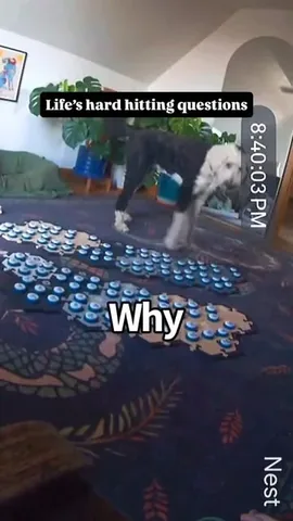 whataboutbunny Instagram post about Animal humor
