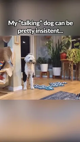 whataboutbunny Instagram post about Animal communication humor
