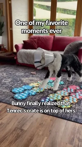whataboutbunny Instagram post about Animal relationship humor
