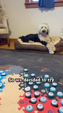 whataboutbunny Instagram post about Pet product