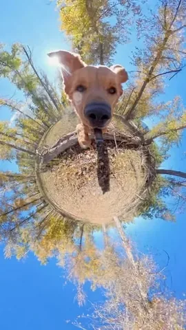 willys360world Instagram post about Dog behavior