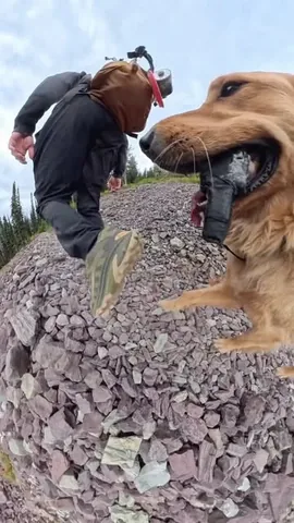 willys360world Instagram post about Dog behavior