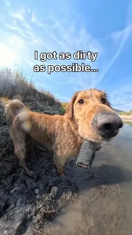 willys360world Instagram post about Dog contest promotion