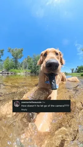 willys360world Instagram post about Dog POV humor