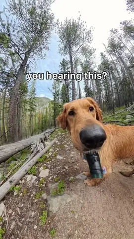 willys360world Instagram post about Dog and wildlife interactions