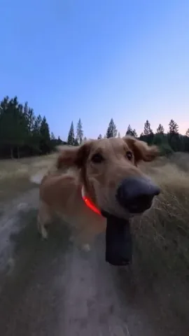 willys360world Instagram post about Dog entertainment