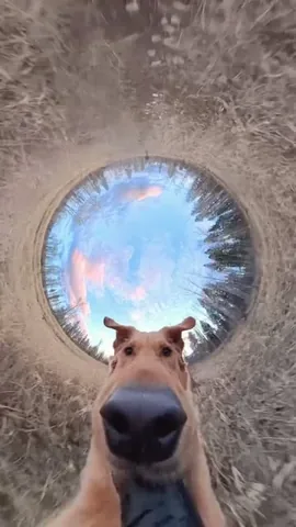 willys360world Instagram post about Dog humor