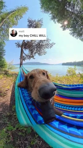 willys360world Instagram post about Dog personality